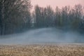 Fog over the grassland and an beautiful tree