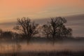 Fog over the grassland and an beautiful tree