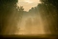 Fog over the grassland whit Sun rays