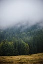 Fog over green fir forest in Carpathian mountains Royalty Free Stock Photo