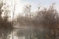 fog over the lake, cold morning, late autumn in park