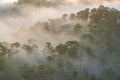 Fog over mountain and forest on sunrise at Da Lat, Vietnam Royalty Free Stock Photo