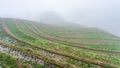 fog over rice terraced fieilds Royalty Free Stock Photo