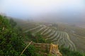 Fog over a ricefield in Sapa, Vietnam