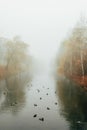 Fog over the river in the autumn park. Birds in the river. Royalty Free Stock Photo