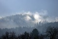 Fog over spruce forest trees at early morning. Royalty Free Stock Photo