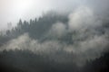 Fog over spruce forest trees at early morning. Royalty Free Stock Photo