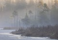 Fog over spruce forest trees at early morning. Spruce trees silhouettes on mountain hill forest at autumn foggy scenery Royalty Free Stock Photo