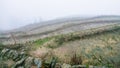 fog over wet terraced fieilds on hill slope Royalty Free Stock Photo