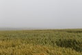 Fog over a wheat field