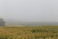 Fog over a wheat field