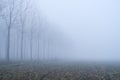 Fog panorama foggy landscape sky sun filter trees