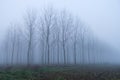 Fog panorama foggy landscape sky sun filter trees