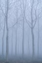 Fog panorama foggy landscape sky sun filter trees