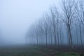 Fog panorama foggy landscape sky sun filter trees