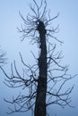 Fog panorama foggy landscape sky sun filter trees