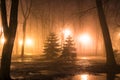 Fog in park at night by the light of street lamps Royalty Free Stock Photo