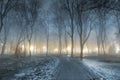 Fog in park at night by the light of street lamps Royalty Free Stock Photo