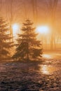 Fog in park at night by the light of street lamps Royalty Free Stock Photo