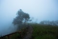 Fog At Pine Field Lookout In Phu Soi Dao National Park