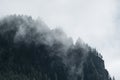 Fog in the pine forest in morning, Dark tone image. Foggy mountain landscape with fir forest, Royalty Free Stock Photo