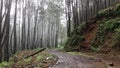 Fog at the pine forest Royalty Free Stock Photo