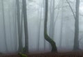 Fog in the Pyrenees forest, Urepel. Royalty Free Stock Photo