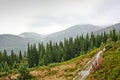 Fog, rain in the mountains, in a pine forest. Royalty Free Stock Photo