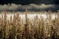 Fog rises over water and plants at dawn in Alaska.