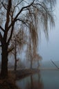 Fog on the river in winter forest, willow on the coast Royalty Free Stock Photo