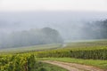 Fog, Road and Vineyard Villers-Marmery Royalty Free Stock Photo