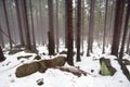 Fog and snow in old coniferous forest Royalty Free Stock Photo
