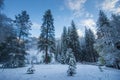 Fog and Snow on Trees and Cliffs of Yosemite National Park, California in Winter During Sunrise Royalty Free Stock Photo