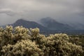 Fog and Snow Waft Through Mountains Behind Tucson and Cholla Cactus