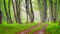 Fog in the spring forest. Soft light. A natural landscape after rain in the forest. Road through the forest. Royalty Free Stock Photo