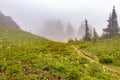 fog and sub-alpine meadow covered in wildflowers and grass