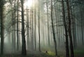 A fog in the summer pine forest Royalty Free Stock Photo