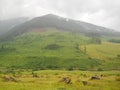 Fog after the summer rain in the Carpathian Mountains, Ukraine Royalty Free Stock Photo