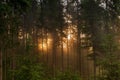 fog at sunset in the forest.