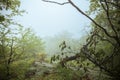 Fog on top of Mountain Hiking Forest