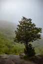 Fog on top of Mountain Hiking Forest