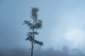 Fog tree silhouette