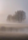 Fog with trees in the background, matte photo naturalism, soft fog, vertical image