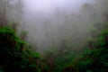Fog on tropical forest