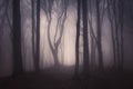 Fog trough trees in dark enchanted forest at night Royalty Free Stock Photo