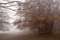 Fog and wind on Mount San Vicino, Italy Royalty Free Stock Photo