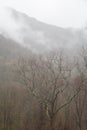 Fog, Winter Landscape in the Smokies Royalty Free Stock Photo