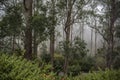 Fogged in at Mount Lofty Botanic Garden, South Australia Royalty Free Stock Photo