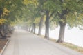 Foggy alley in autumn city park, beautiful misty landscape, outdoor travel background, Uzhhorod, Ukraine Royalty Free Stock Photo
