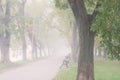 Foggy alley in autumn city park, beautiful misty landscape, outdoor travel background, Uzhhorod, Ukraine Royalty Free Stock Photo
